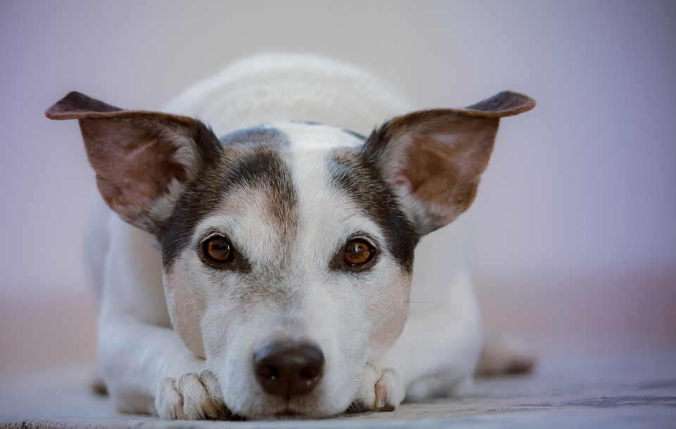 dog hair issues houston texas